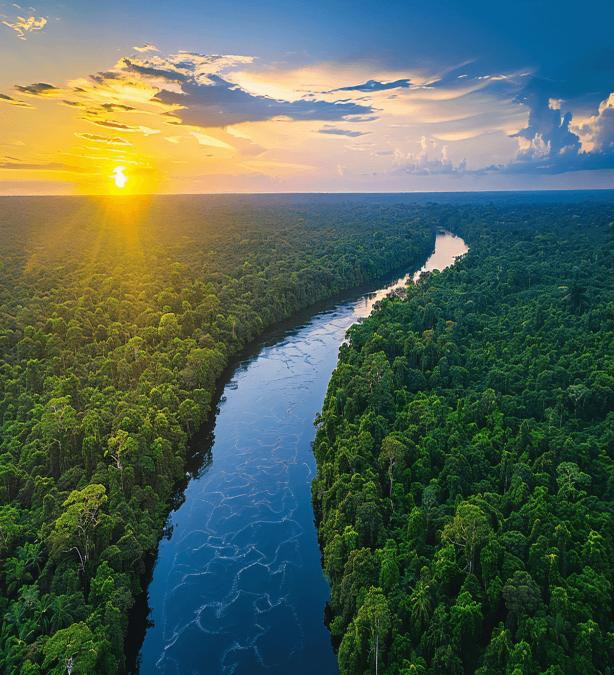 Aerial view of a river crossing forest at sunrise